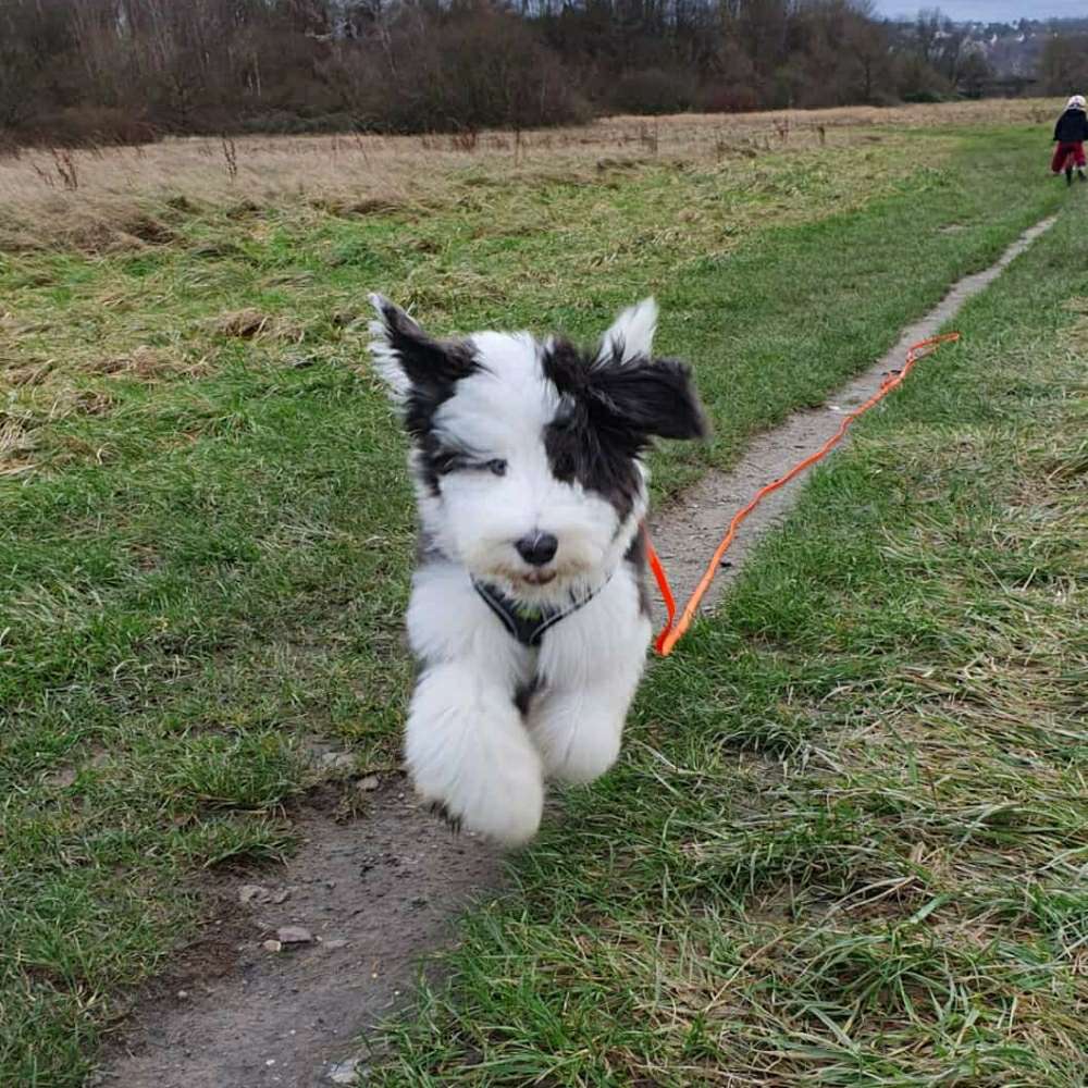 Hundetreffen-Spiel-, Spazier- und Trainingspartner gesucht-Profilbild