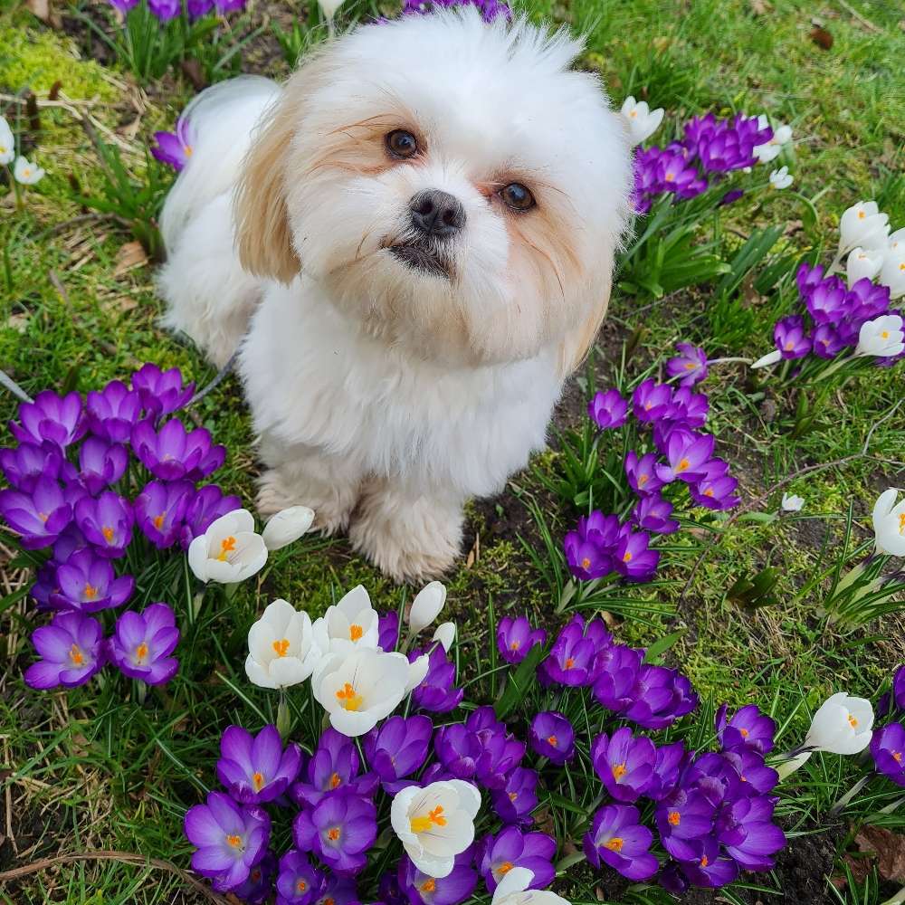 Hundetreffen-Spiel-/Gassi Freunde-Profilbild