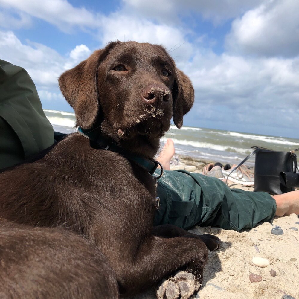 Hundetreffen-Spielpartner gesucht-Profilbild