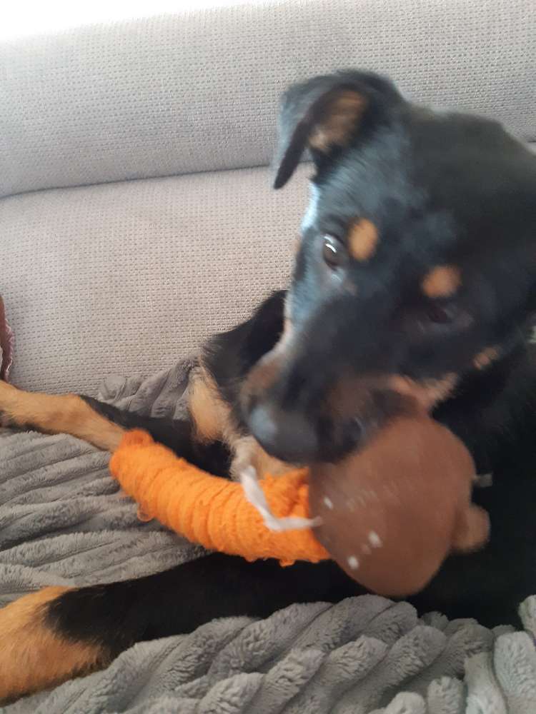 Hundetreffen-Spielkamerafen gesucht-Profilbild