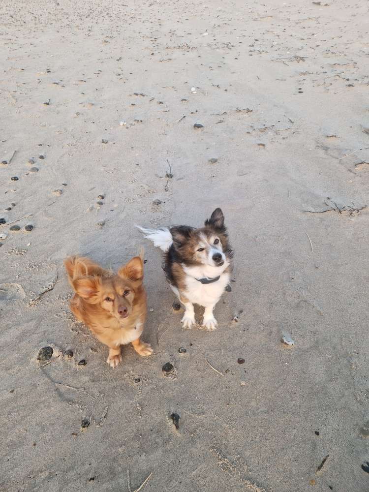 Hundetreffen-Gemeinsames Gassi-Profilbild