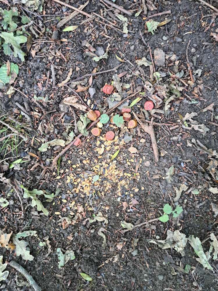 Giftköder-Salami und Körner-Profilbild