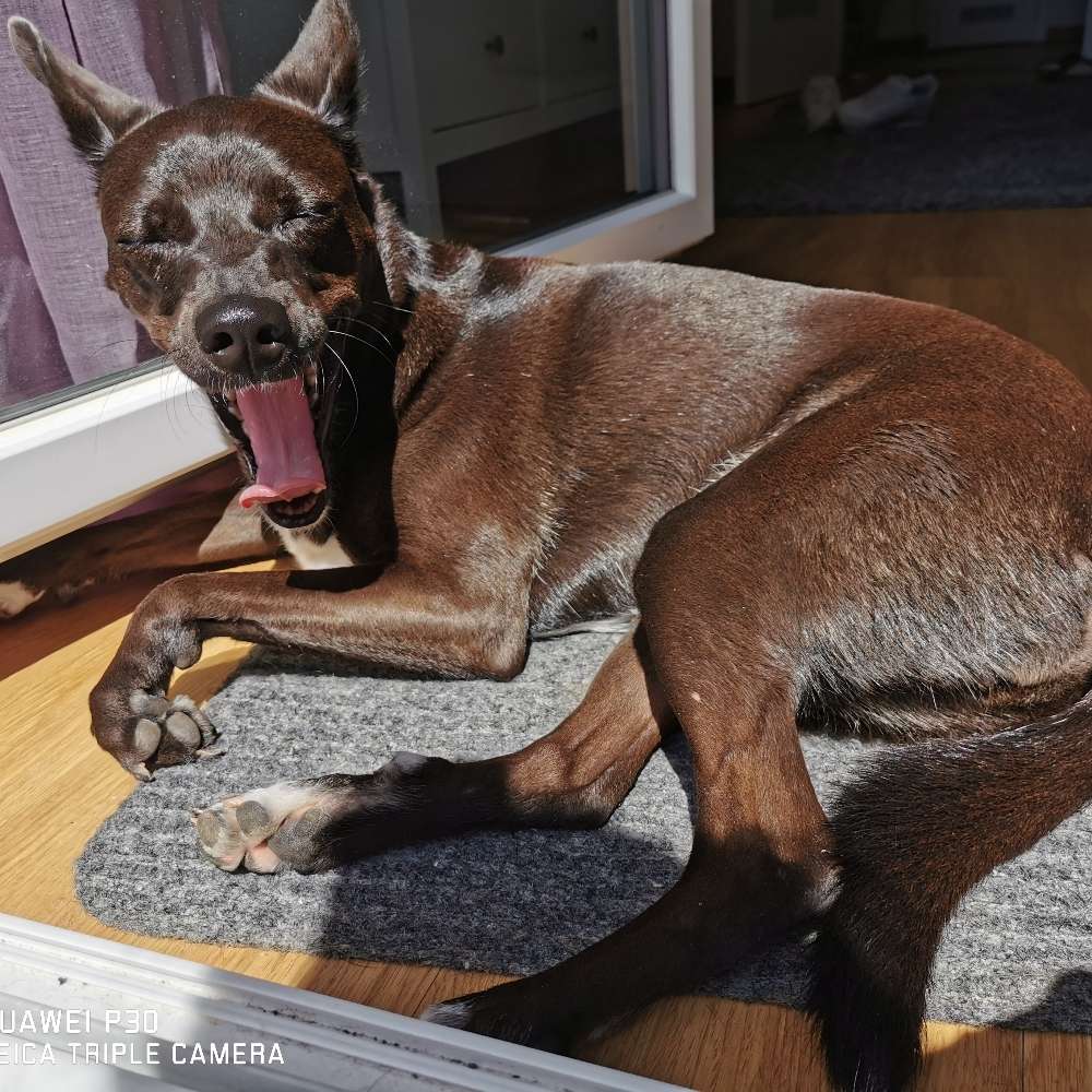 Hundetreffen-Gassi Runde-Profilbild