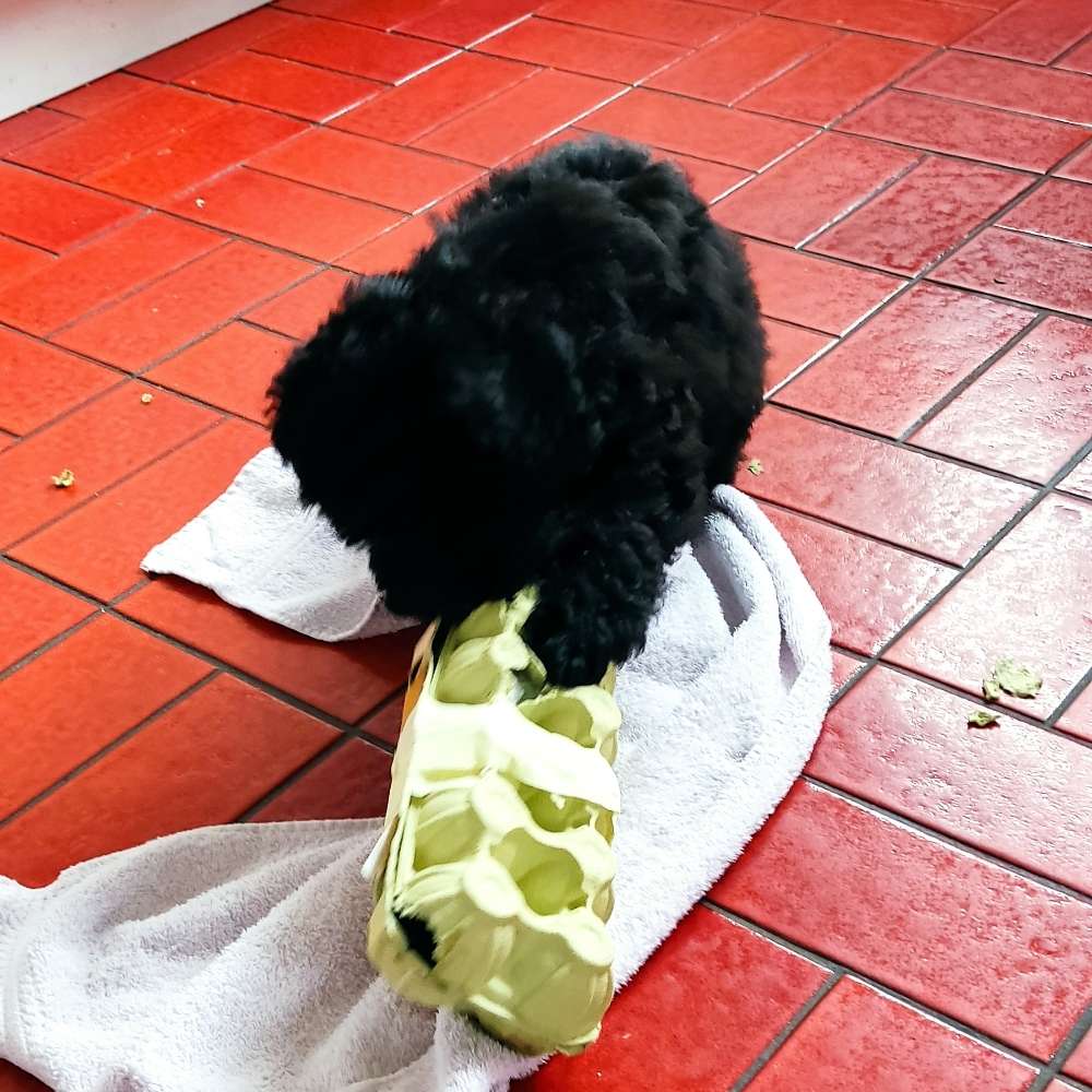 Hundetreffen-Junghundetreff-Profilbild