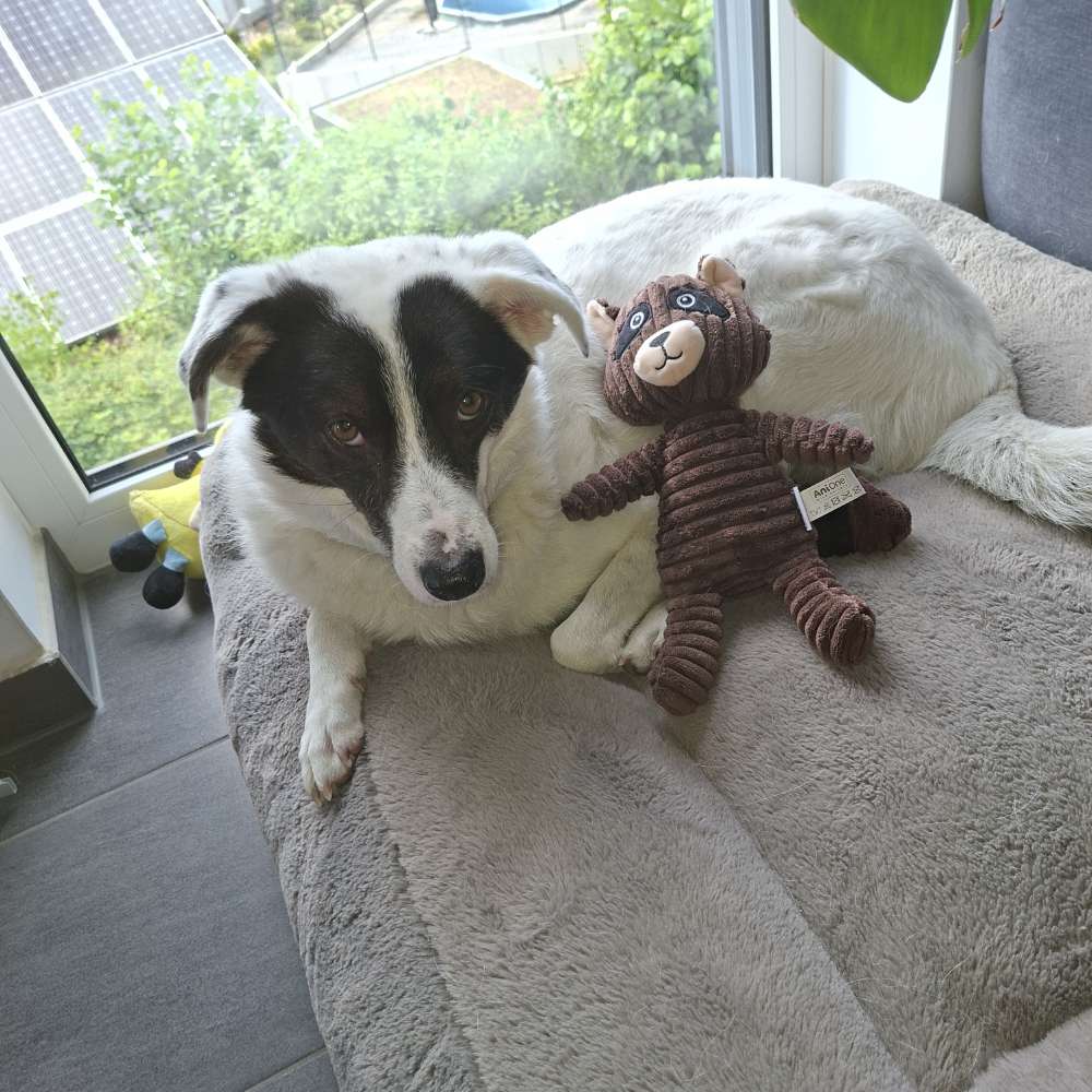 Hundetreffen-Gemeinsame Gassi Runden-Profilbild