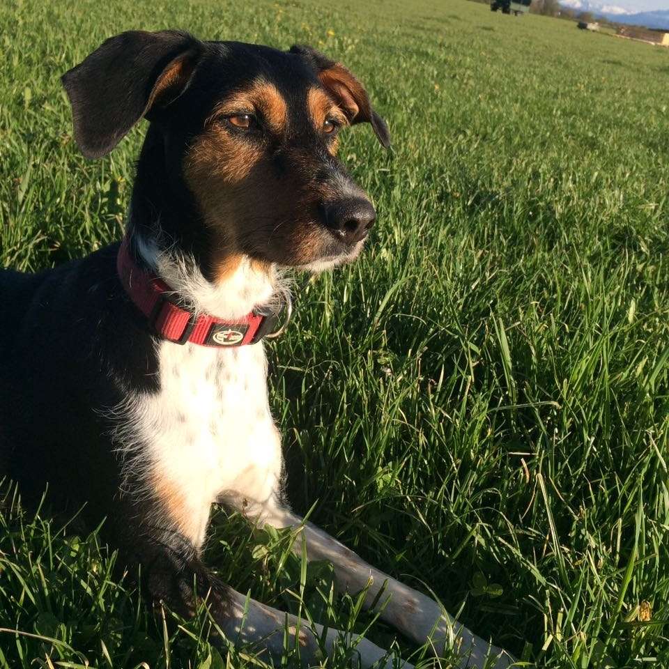 Hundetreffen-Phoebe sucht Hundefreundin-Profilbild