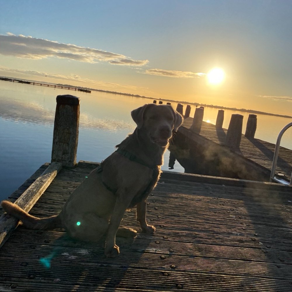 Hundetreffen-Jack sucht immer Freunde zum spielen-Profilbild