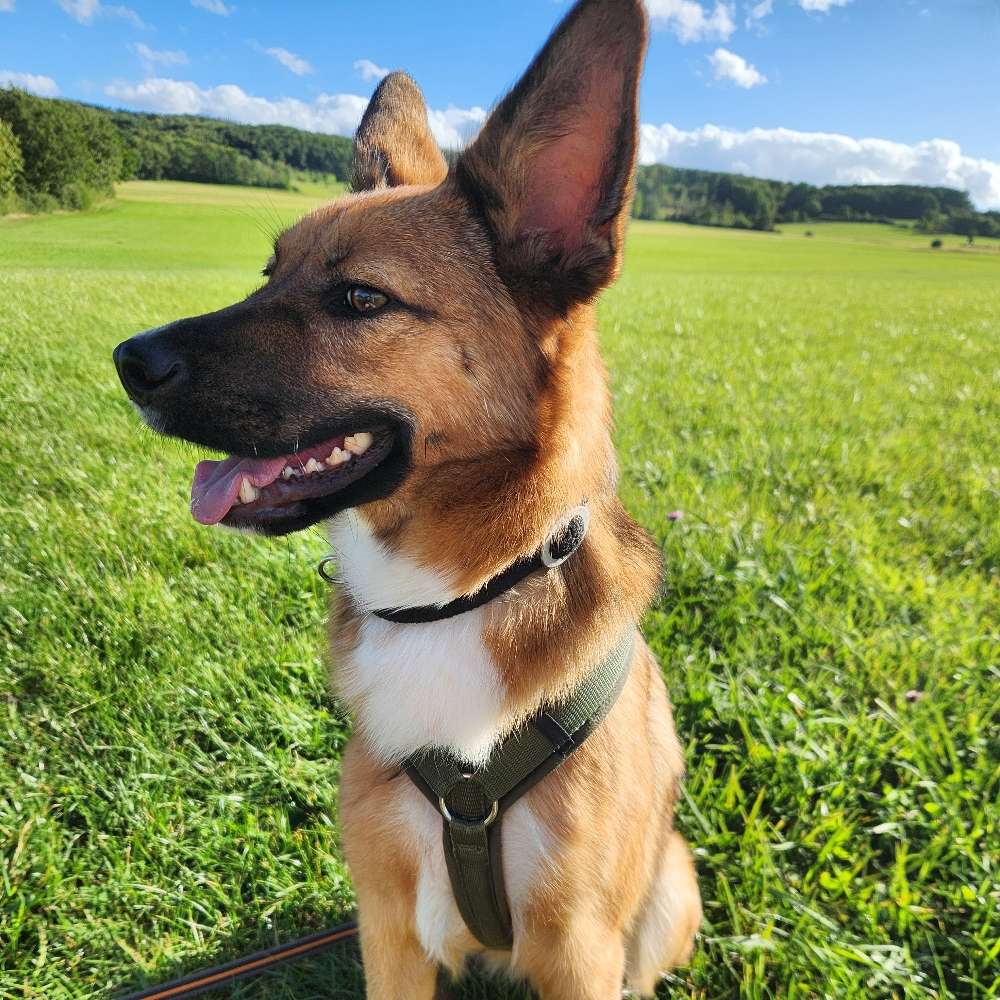 Hundetreffen-Spazieren gehen/Training-Profilbild