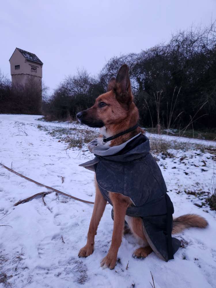 Hundetreffen-Spazieren gehen/Training-Profilbild