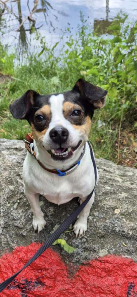 Hundetreffen-Gassirunde, Socialwalk oder Spielrunde Wenn's passt-Profilbild