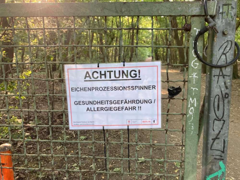 Giftköder-Eichenprozessionsspinner-Profilbild