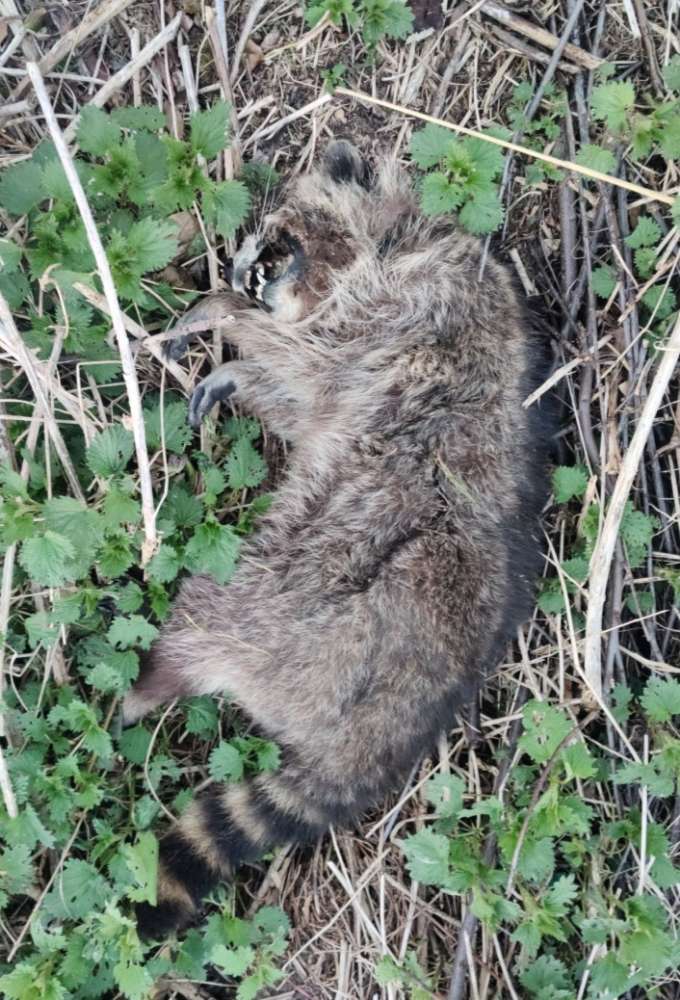 Giftköder-Erneut toter Waschbär (nähe Schultheis)-Profilbild