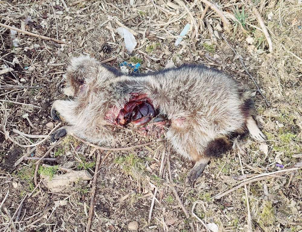 Giftköder-Verwesender Waschbär (nähe Schultheis)-Profilbild