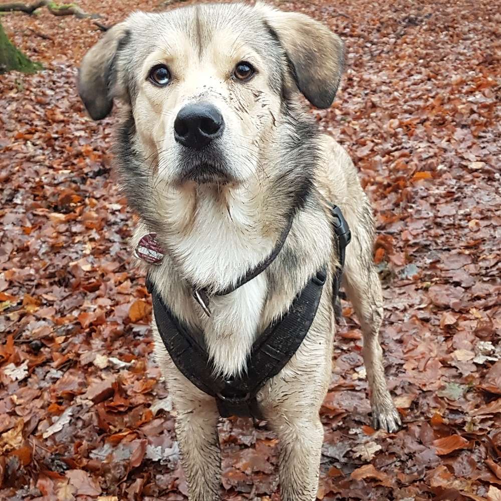 Hundetreffen-Souveräne Hundefreunde gesucht-Profilbild