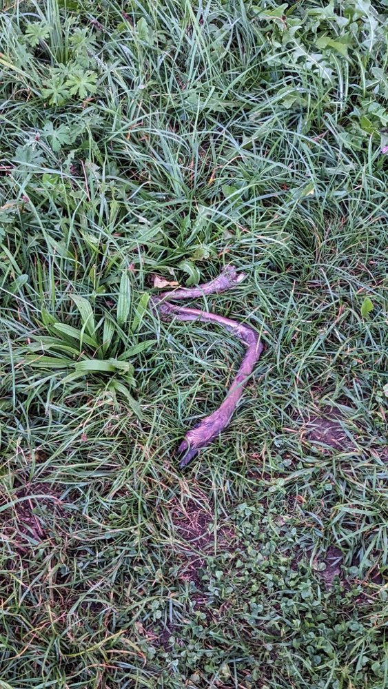 Giftköder-Bein eines Rehs auf den Feldern-Profilbild