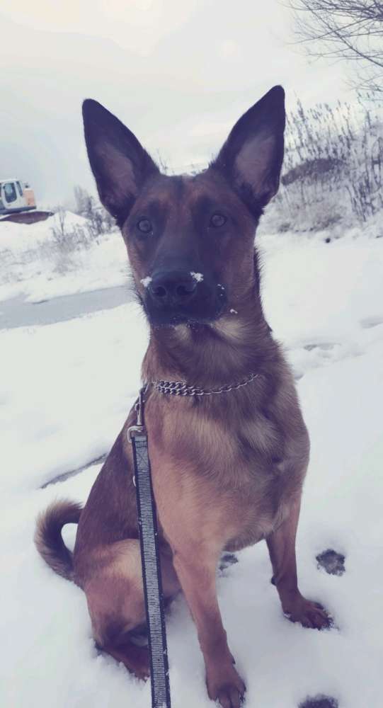 Hundetreffen-Regelmäßige Spieltreffen-Profilbild