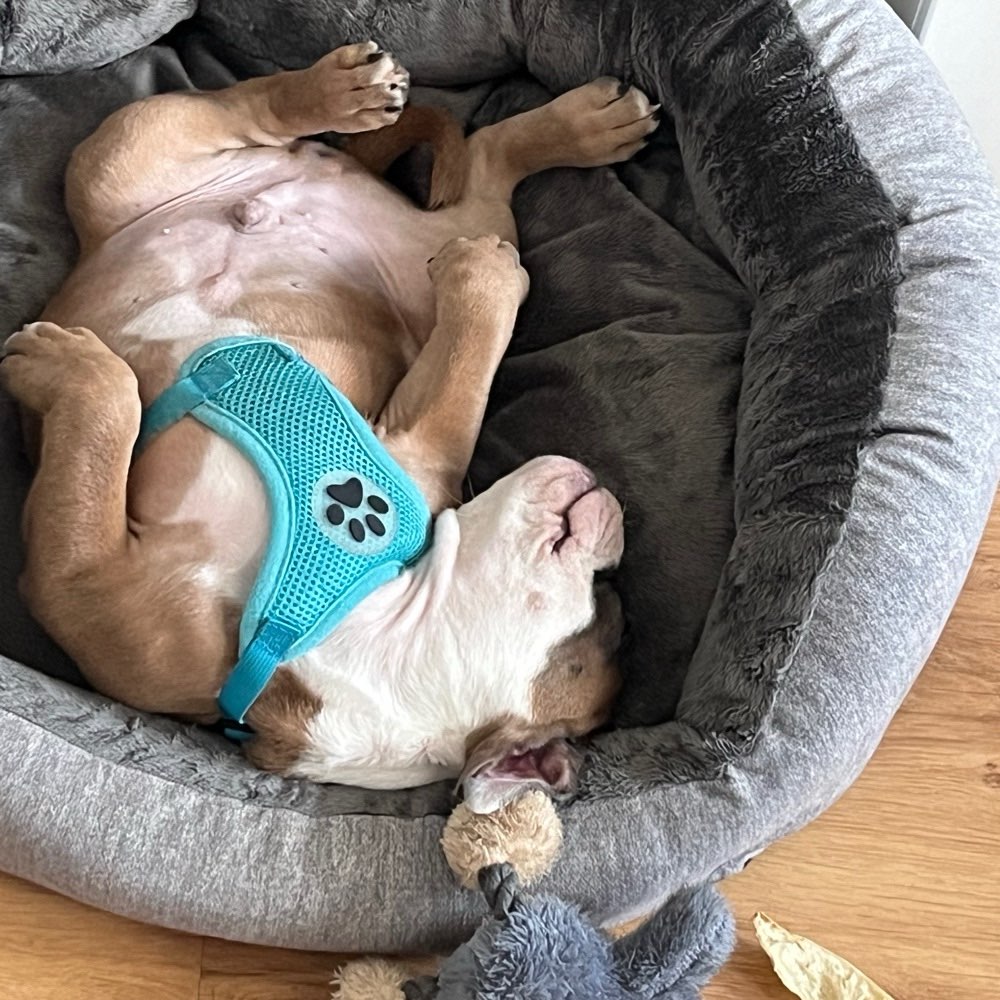 Hundetreffen-Welpe sucht Partner-Profilbild