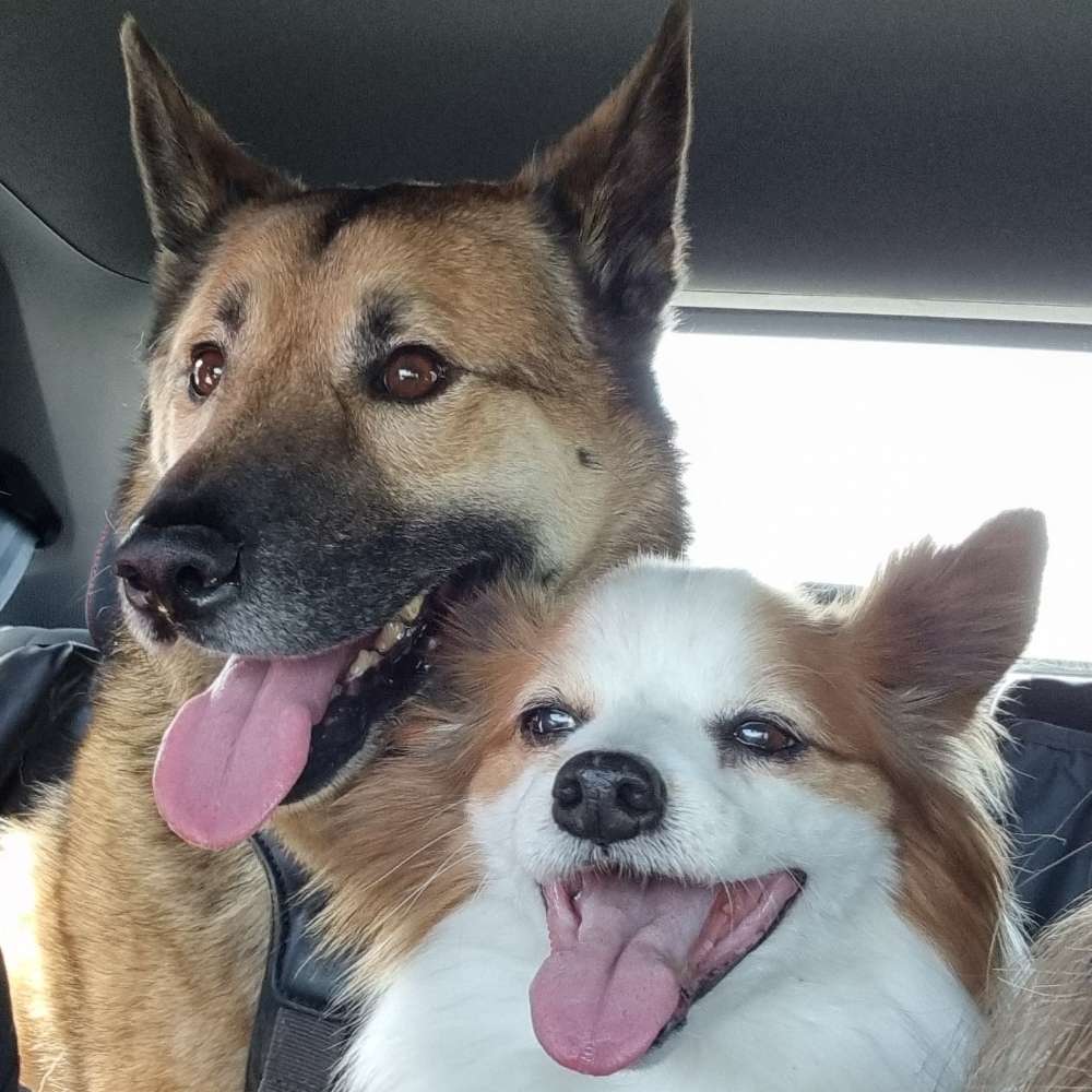 Hundetreffen-Spazieren gehen-Profilbild