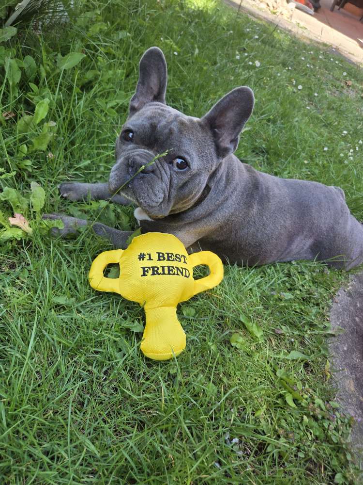 Hundetreffen-Balu sucht Spielgefährten! 🐶-Profilbild