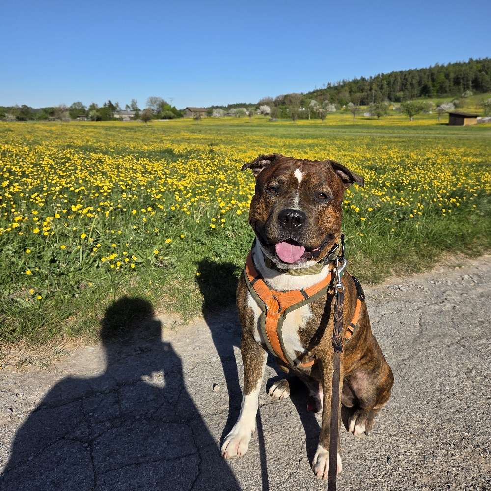 Hundetreffen-Social Walks und Training😊-Profilbild