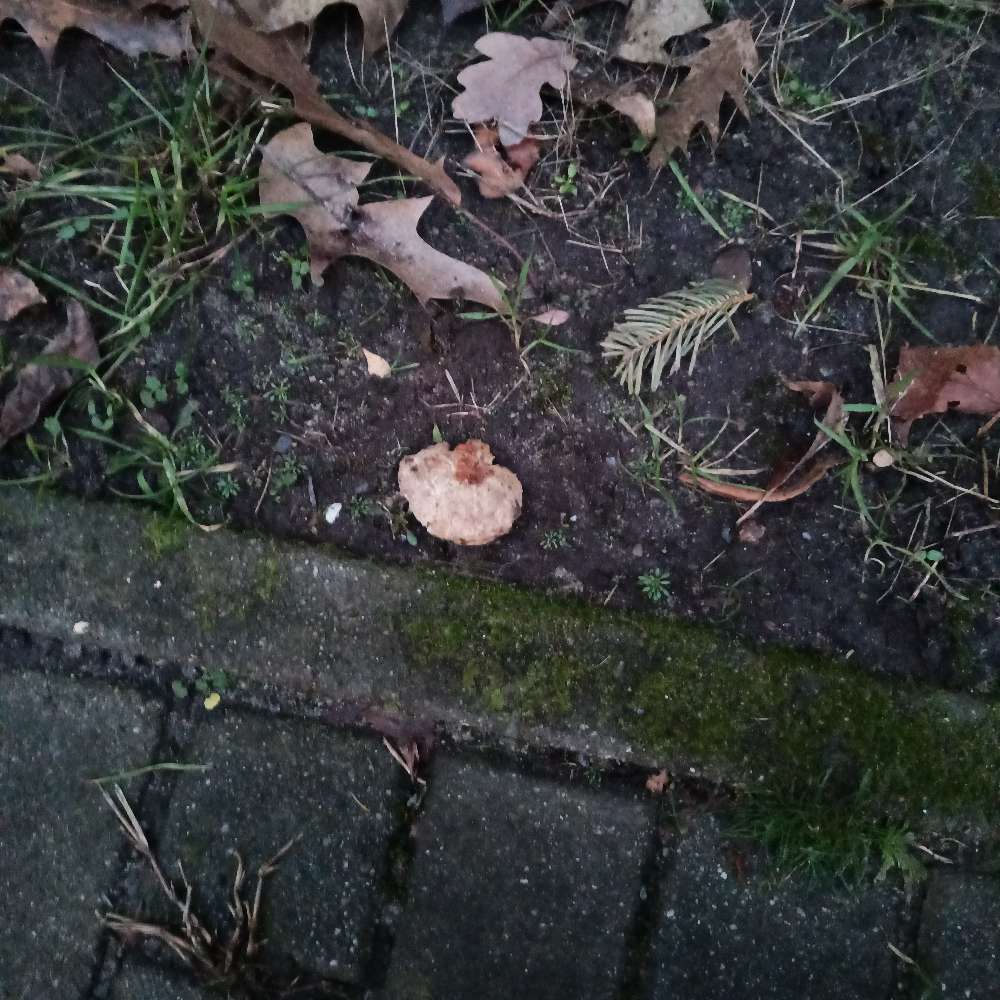 Giftköder-Verdacht auf Giftköder-Profilbild