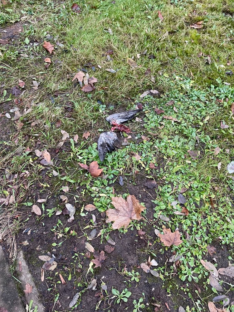 Giftköder-Taubenkadaver-Profilbild