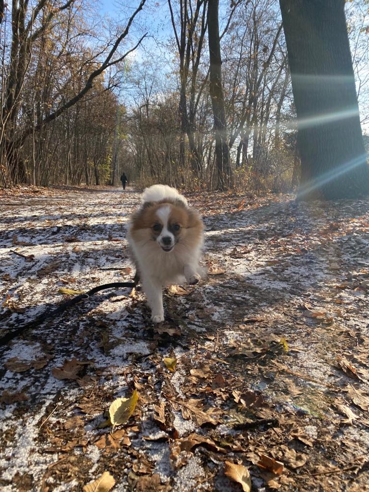 Hundetreffen-Kleine Emmi sucht Spielfreunde-Profilbild