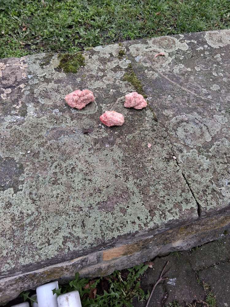 Giftköder-Erneute Fleischbällchen/Fischköpfe-Profilbild