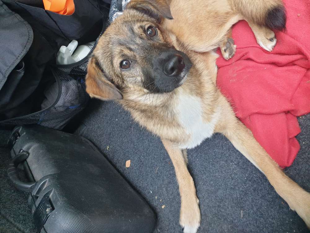 Hundetreffen-Nette Spielkameraden gesucht-Profilbild