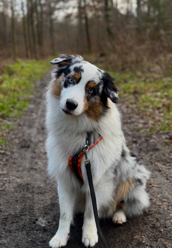 Hundetreffen-Hundebegegnungen / Social Walk-Profilbild