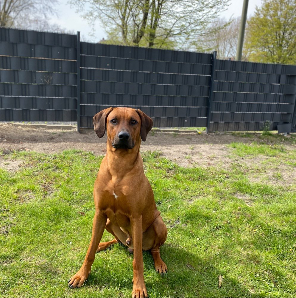 Hundetreffen-Kennenlernen-Profilbild