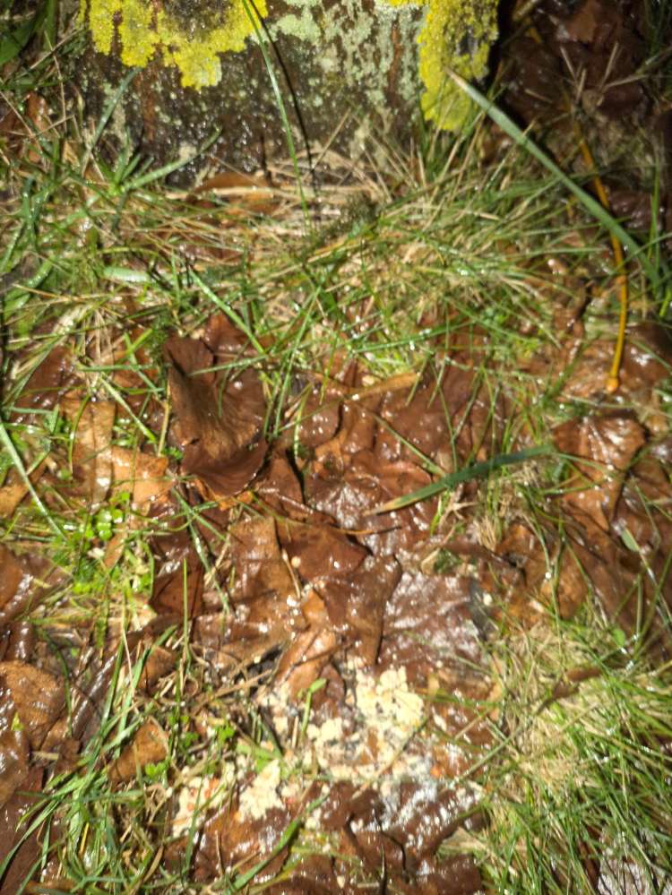 Giftköder-Haferflocken oder ähnliches-Profilbild