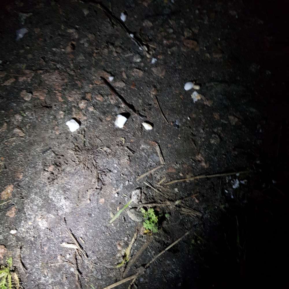 Giftköder-Scheinbar Fettfutter für Wildvögel-Profilbild