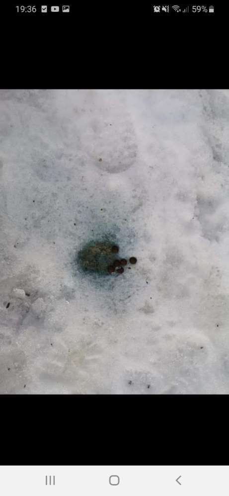 Giftköder-Leckerlis mit blauer Flüssigkeit-Profilbild