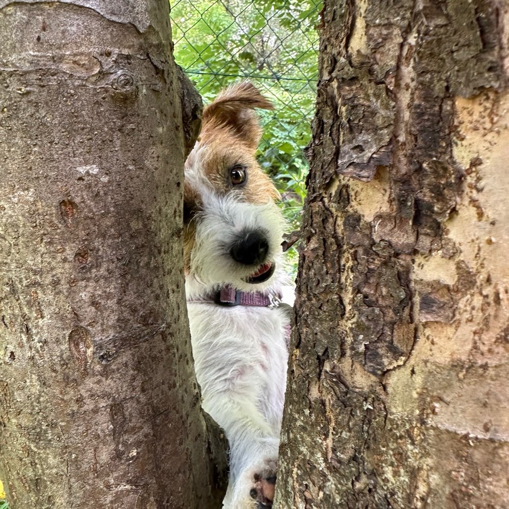 Hundetreffen-Playdates für kleinere Hunde 🐕-Profilbild