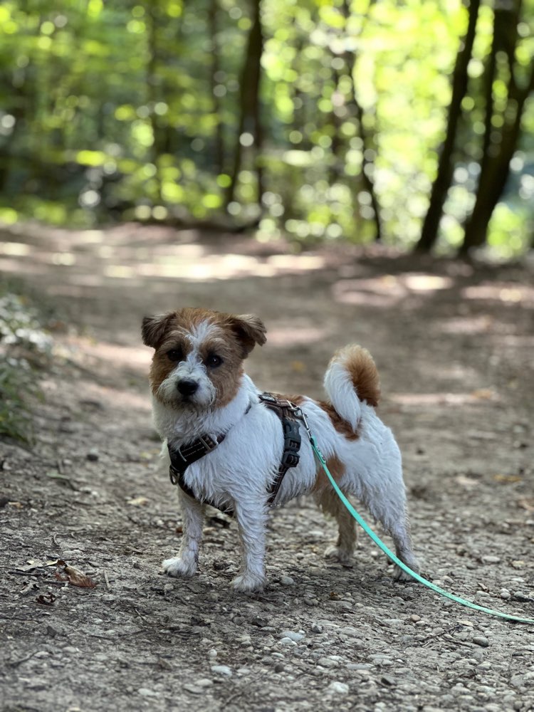 Hundetreffen-Treffen für Kleinhunde-Profilbild