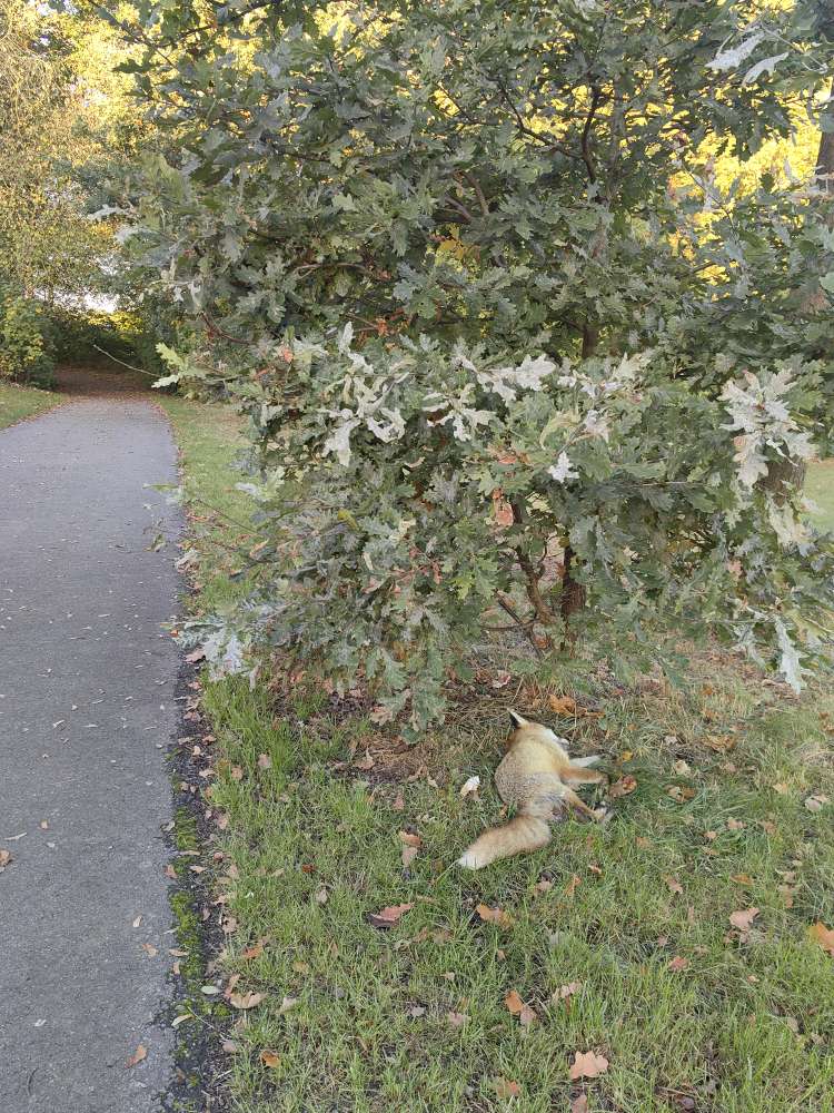 Giftköder-Toter Fuchs unterm Baum am Wegesrand-Profilbild