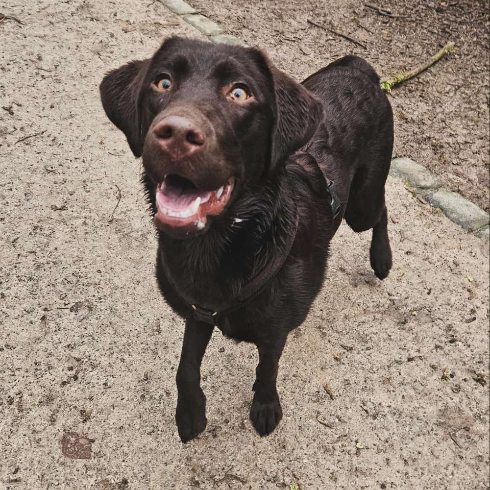 Hundetreffen-Spielrunde / Gassi gehen - gerne auch an der Leine-Profilbild