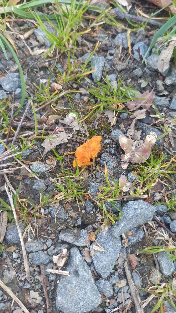 Giftköder-Giftköder-Profilbild