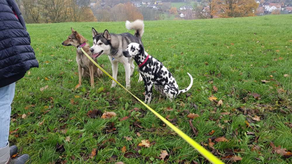 Hundetreffen-Hundetreff Fulda (spazieren/trainieren/spielen)-Profilbild