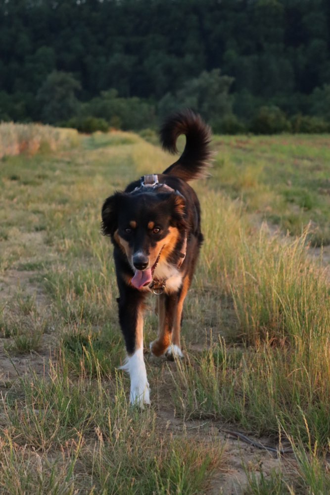 Hundetreffen-Gemeinsame Spaziergänge 🐾-Profilbild