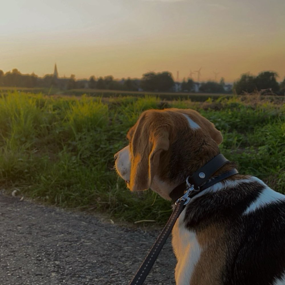 Hundetreffen-Gassi Runde-Profilbild