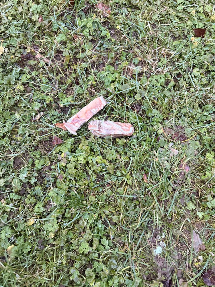 Giftköder-Wahrscheinlicher Giftköder-Profilbild