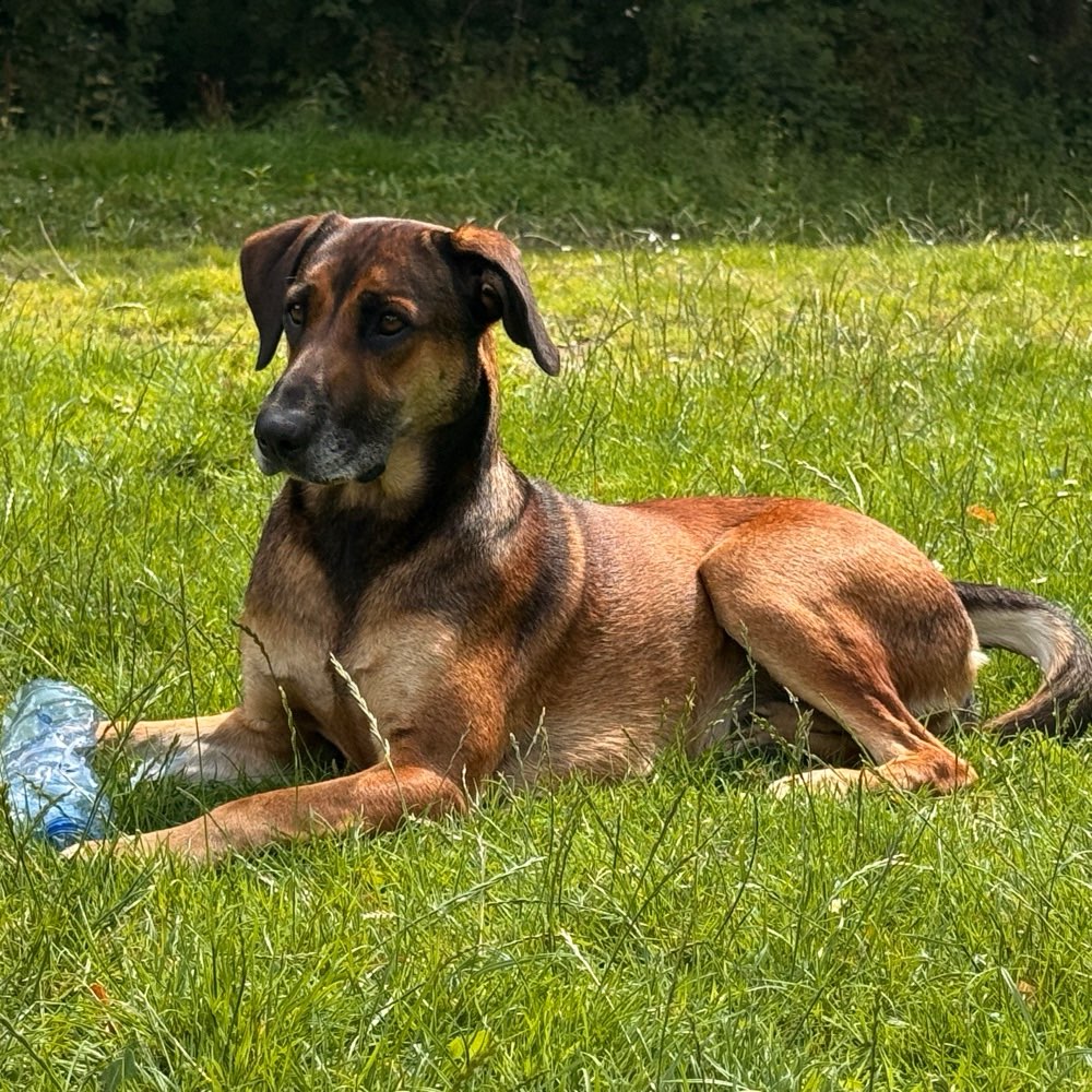 Hundetreffen-Gassirunde im Hirschgarten oder Schlossmauer-Profilbild