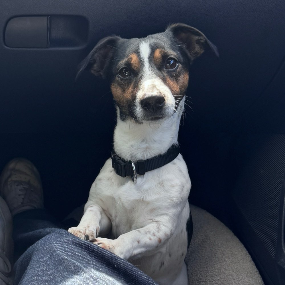 Hundetreffen-Gassirunde in Emden-Profilbild
