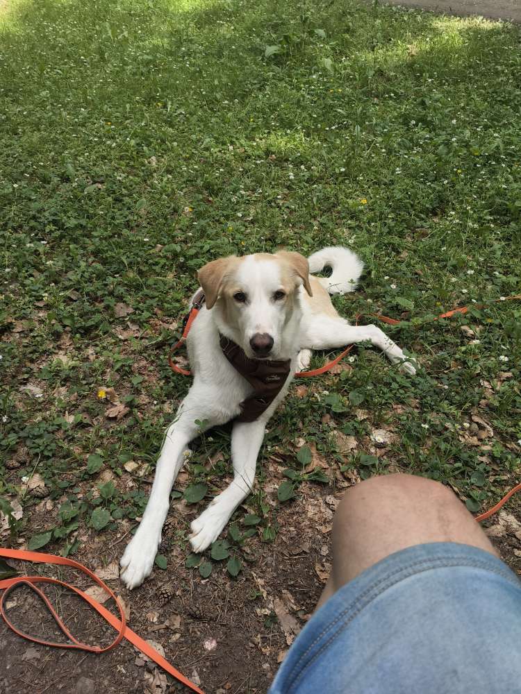 Hundetreffen-Gassi und Spielrunde-Profilbild