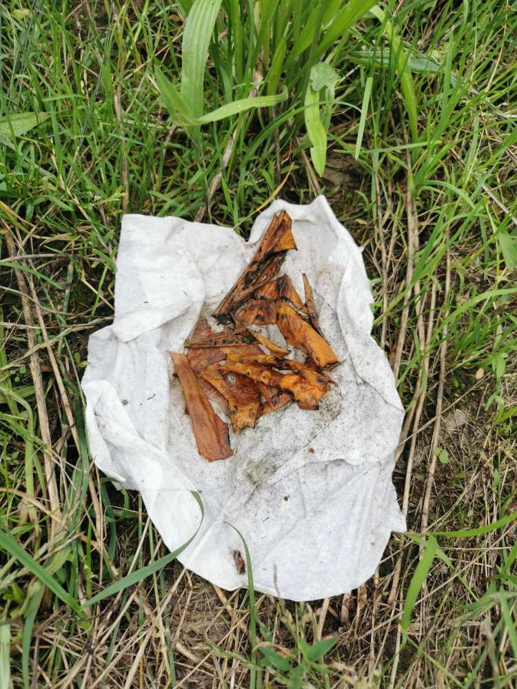 Giftköder-Giftköder-Profilbild