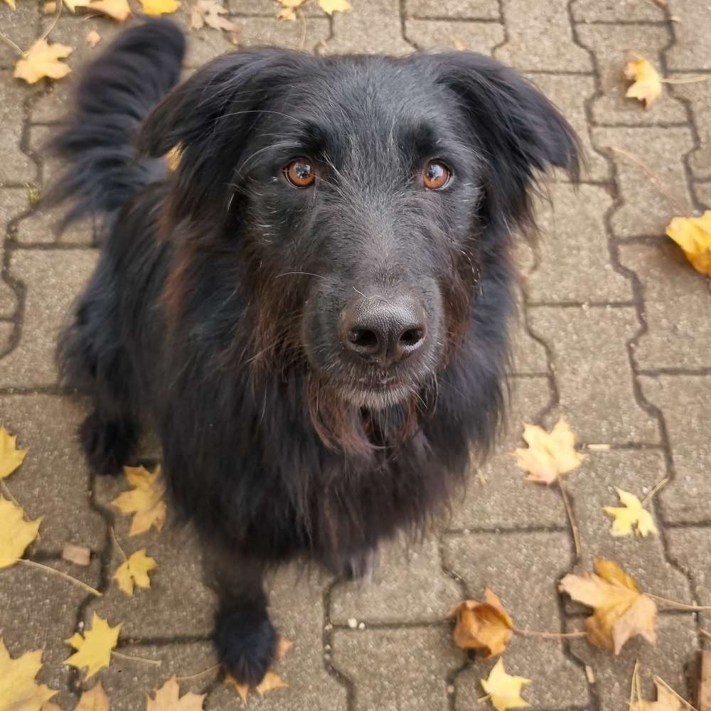 Hundetreffen-Treffen zum entspannten Gassigehen und Üben-Profilbild