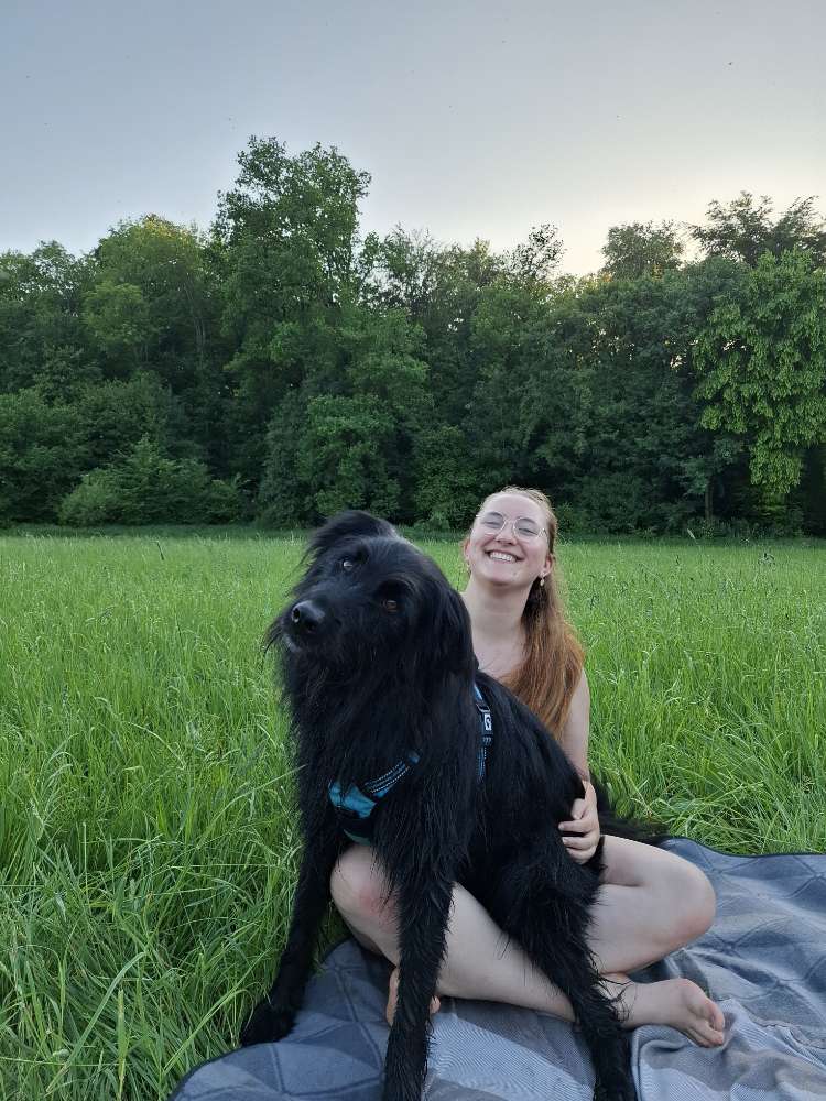 Hundetreffen-Social Walk, gemeinsames Trainieren-Profilbild