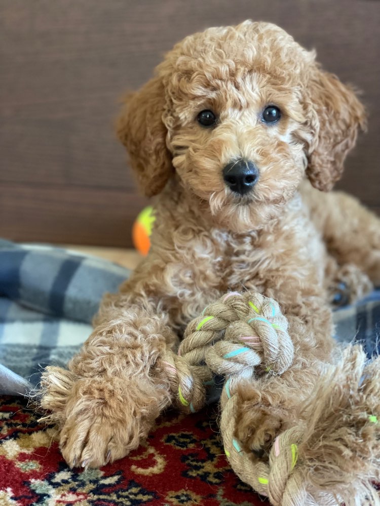 Hundetreffen-Welpenspielrunde Kirchdorf an der Krems-Profilbild